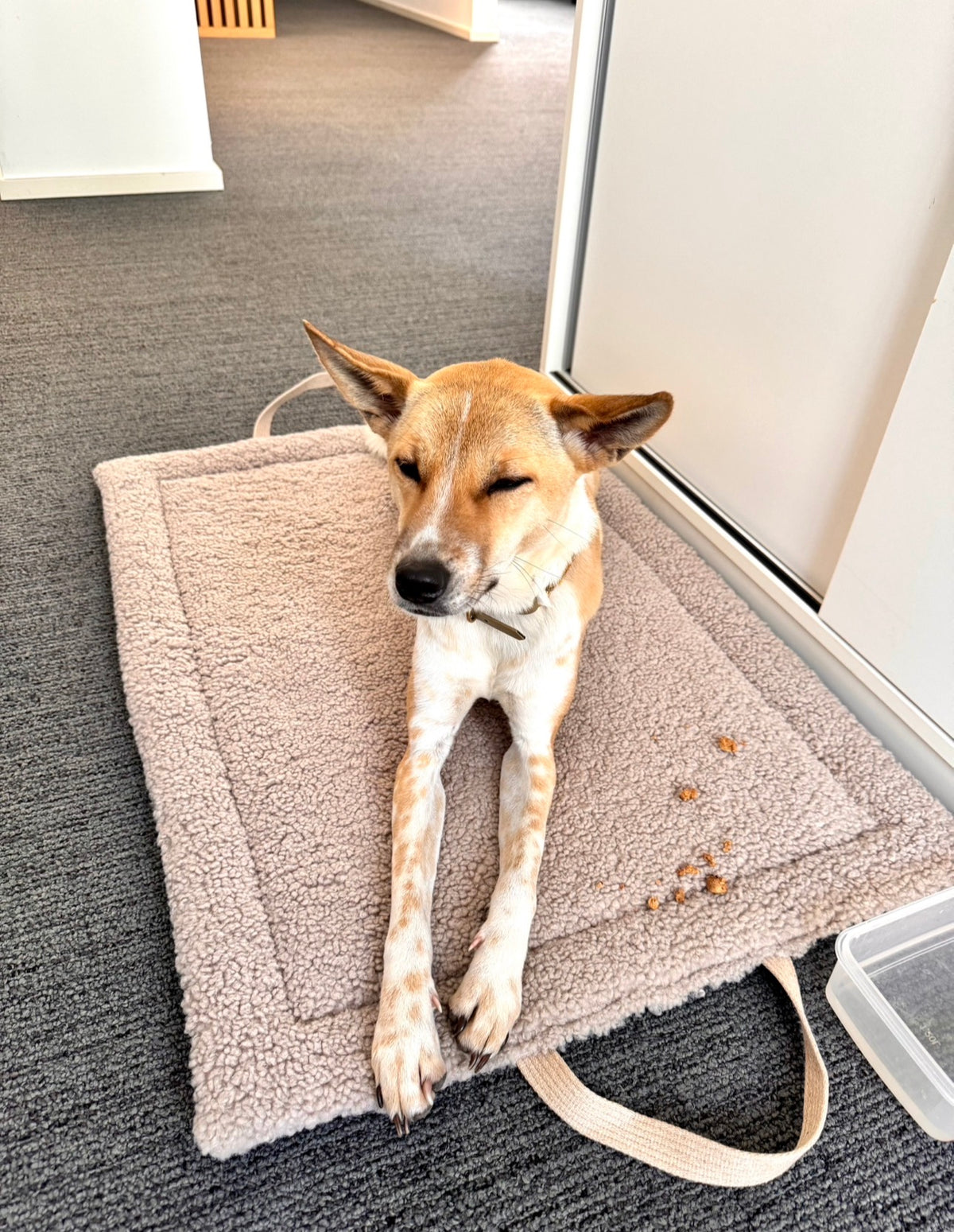 Teddyreisematte Hund - Beige