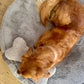 Teddy Knochen in klein und groß