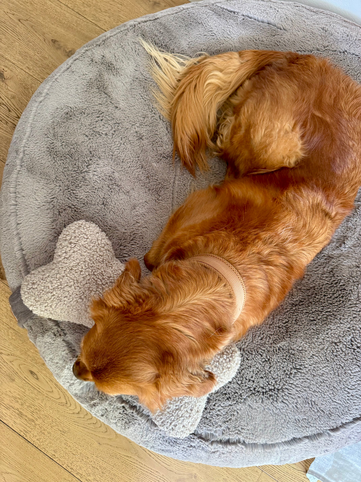 Teddy Knochen in klein und groß